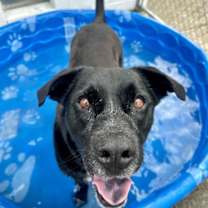 Thumbnail photo of Lucky Havard #2
