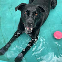 Thumbnail photo of Lucky Havard #4