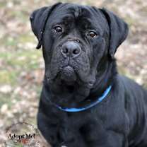 Thumbnail photo of Abraham #4