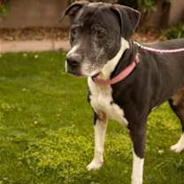 adopt-pet