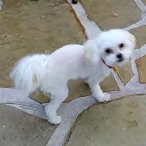 Thumbnail photo of Humphrey (FL) #1