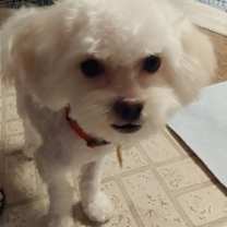 Thumbnail photo of Humphrey (FL) #2