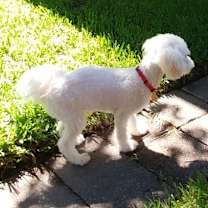 Thumbnail photo of Humphrey (FL) #3