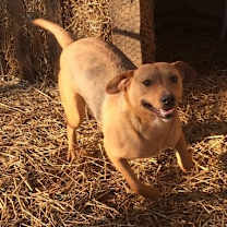 Thumbnail photo of JuJu Mac #1