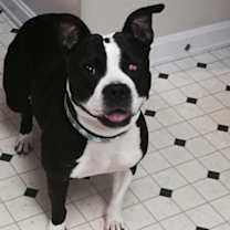 Thumbnail photo of Bandit #1