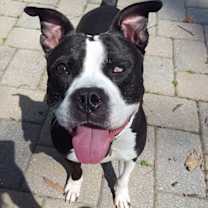 Thumbnail photo of Bandit #3