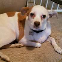 adopt-pet
