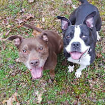 Thumbnail photo of Bandit #4