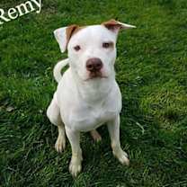 Thumbnail photo of Remy #1
