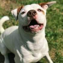 Thumbnail photo of Remy #2