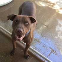 Thumbnail photo of Sampson #1