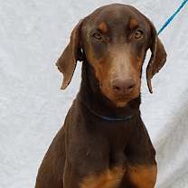 Thumbnail photo of Jack #3