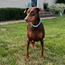 Thumbnail photo of Reina - Forever Foster #1