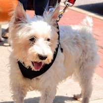 Thumbnail photo of Hope-ADOPTION PENDING!! #2