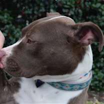 Thumbnail photo of Riblett #4