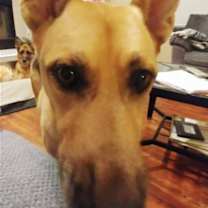 Thumbnail photo of Noel #1