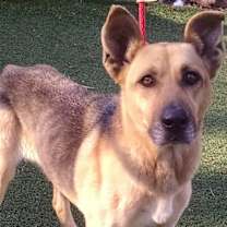 Thumbnail photo of Noel #2