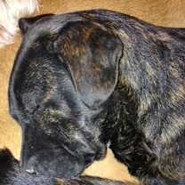 Thumbnail photo of Rhea #4