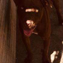 Thumbnail photo of Sampson #2