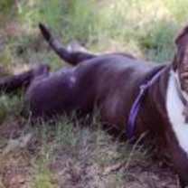 Thumbnail photo of Tank #2