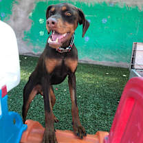 Thumbnail photo of Jasper #1