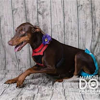 Thumbnail photo of Reina - Forever Foster #4