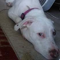 Thumbnail photo of Blanca #3