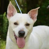 Thumbnail photo of Chato #1