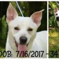 Thumbnail photo of Chato #2