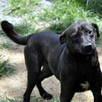 Thumbnail photo of Alfonso #1