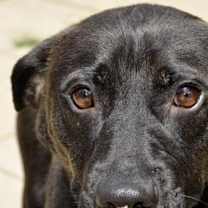 Thumbnail photo of Alfonso #2