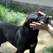 Thumbnail photo of Alfonso #3