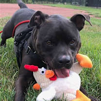 Thumbnail photo of Harrison #2