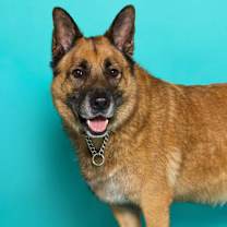 Thumbnail photo of Sampson #1