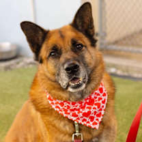 Thumbnail photo of Sampson #2