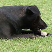 Thumbnail photo of Willow #3
