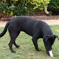 Thumbnail photo of Willow #4