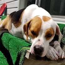 Thumbnail photo of abbie #4