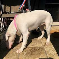 Thumbnail photo of Savannah #4