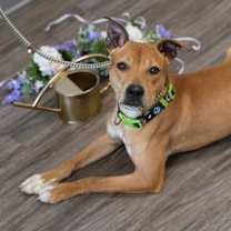Thumbnail photo of Maya #3