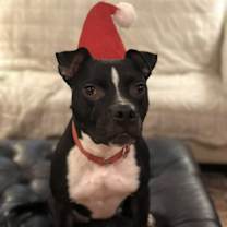 Thumbnail photo of Cici #1