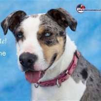 Thumbnail photo of Cheyenne #1