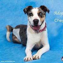 Thumbnail photo of Cheyenne #2