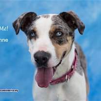 Thumbnail photo of Cheyenne #3