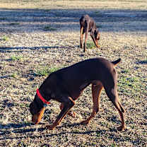 Thumbnail photo of Jasper #2