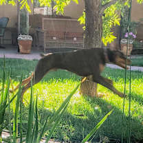 Thumbnail photo of Jasper #3