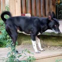 Thumbnail photo of Jack #4