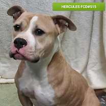 Thumbnail photo of Hercules #3