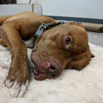 Thumbnail photo of CHEROKEE #2