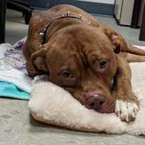 Thumbnail photo of CHEROKEE #1